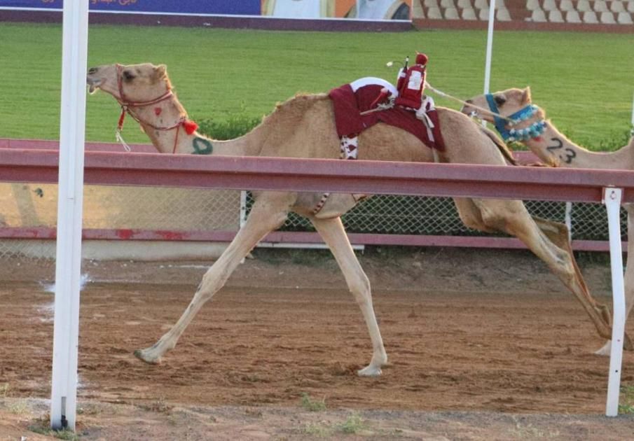 منافسات جديدة لسباق سن الفطامين بميدان الذيد