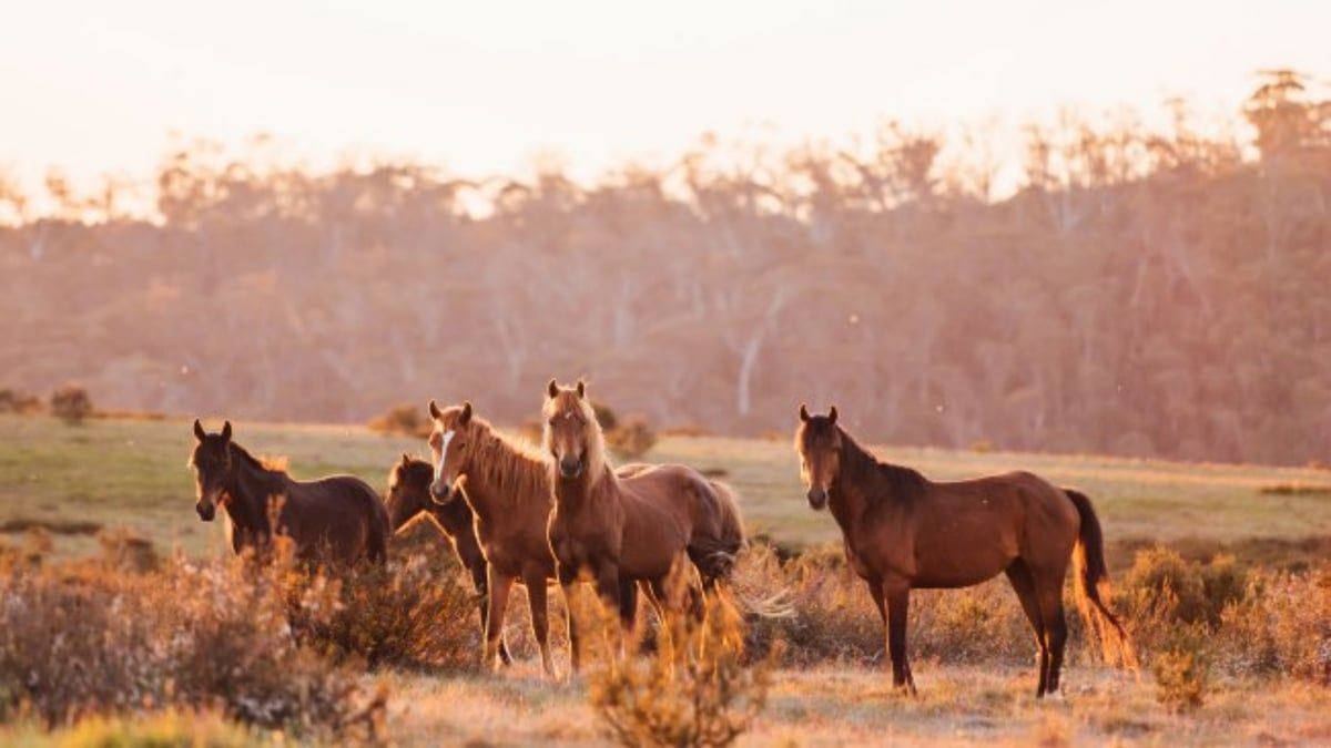 العثور على بقايا أكثر من 500 حصان في منزل في أستراليا