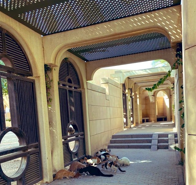 السعودية.. حيّ راق يلجأ لشركة متخصصة للتخلص من القطط