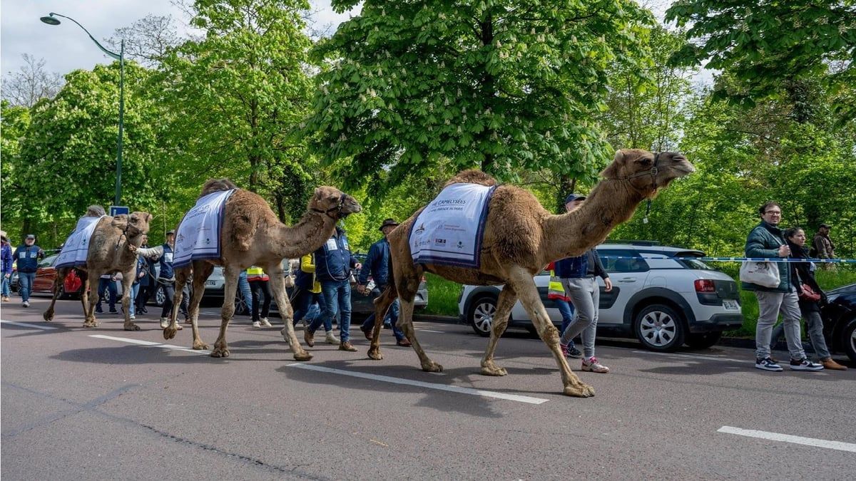 إبل عربية تجوب شوارع باريس في مشهد فريد (فيديو وصور)