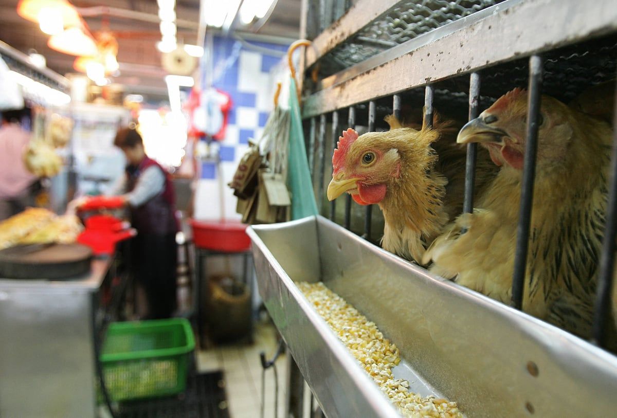 "الصحة العالمية" تحذر.. طفرات إنفلونزا الطيور ستسهل انتقاله بين البشر