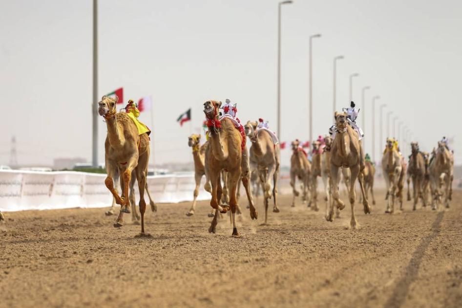 «الغازية» تهدي الشحانية كأس الثنايا الأبكار في ختامي الوثبة للهجن