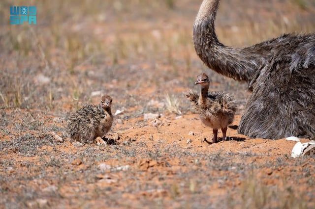 السعودية.. ظهور نادر للنعام ذوي الرقبة الحمراء بعد انقراضه 100 عام (فيديو وصور)