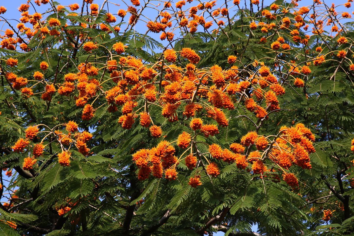شجرة نادرة في مصر تقود لاكتشاف مذهل