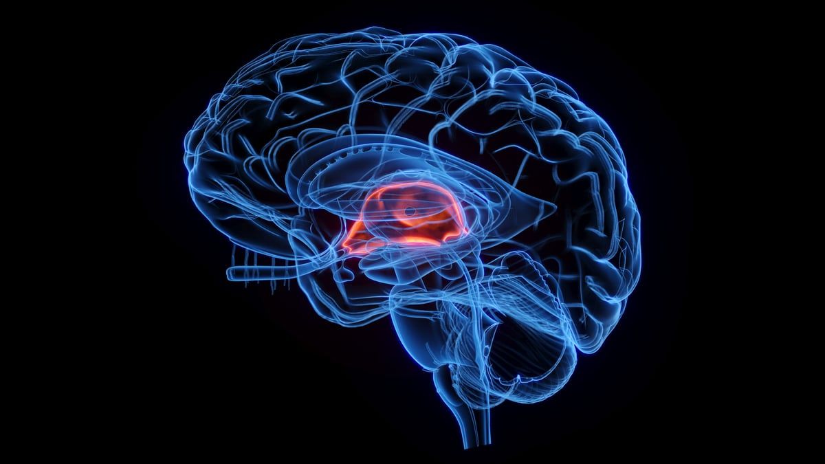 اكتشاف وظيفة غير متوقعة لـ"المخيخ"