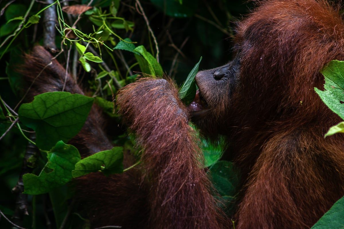 رصد نوع من القردة يستخدم نبتة كـ"ضمادة لجروحه"