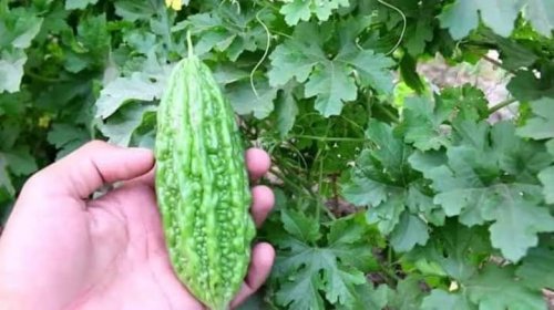 شاهد .. "اكتشاف مذهل: عشبة جبارة تخفض السكر التراكمي في الدم بسرعة فائقة!"