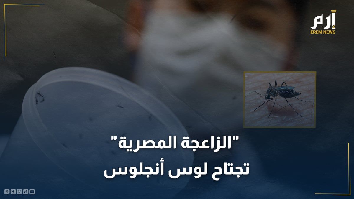 الزاعجة المصرية تجتاح لوس أنجلوس والسلطات تستخدم سلاحاً جديداً للقضاء عليها