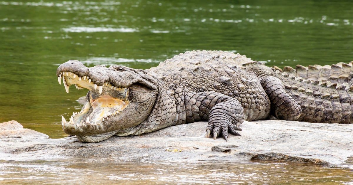 نهشت جسده حتى الموت.. أم تلقي ابنها المعاق في بحيرة تماسيح