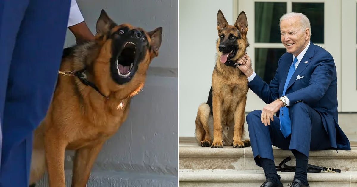 بعد اقتراح بقتله.. البيت الأبيض يهرع لنجدة كلب بايدن