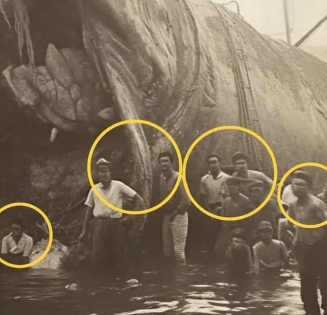 وجوه مشوهة تكشف حقيقة صورة وحش بحيرة في إسكتلندا