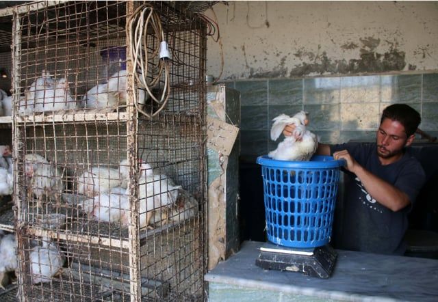 80 ساعة عمل من أجل شراء دجاجة في سوريا