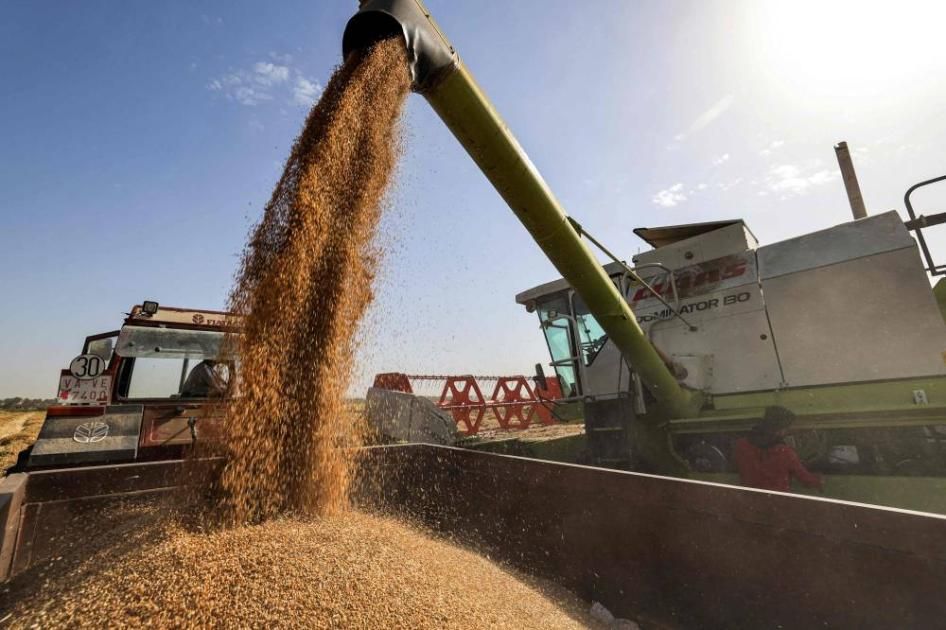 القمح يرتفع مع إتلاف الصقيع للمحاصيل في روسيا