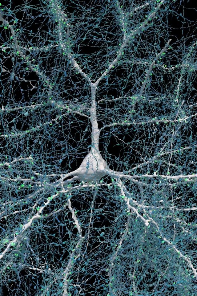 تعاون علمي يكشف نتائج فريدة ومعقدة في الدماغ