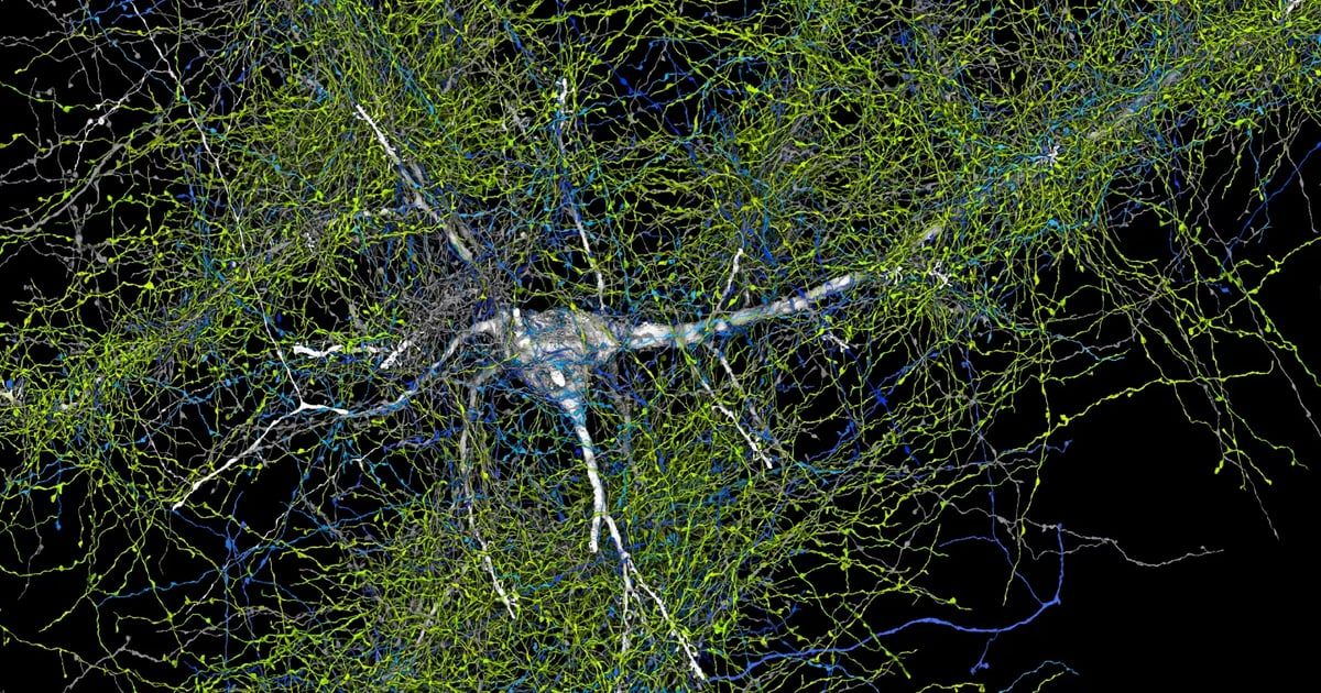 تعاون علمي يكشف نتائج فريدة ومعقدة في الدماغ