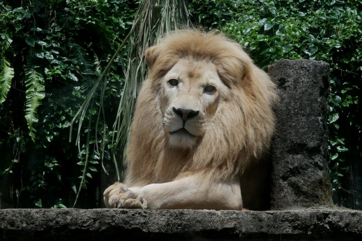 تربية الأسود في بغداد تثير الجدل (فيديو)
