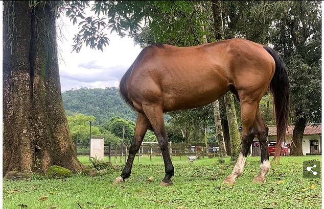 مشاهد طريفة لحيوانات مشاركة بمسابقة الصور الكوميدية 2024