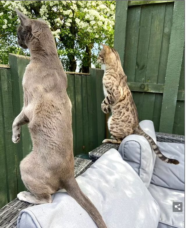 مشاهد طريفة لحيوانات مشاركة بمسابقة الصور الكوميدية 2024