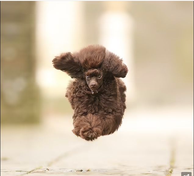 مشاهد طريفة لحيوانات مشاركة بمسابقة الصور الكوميدية 2024