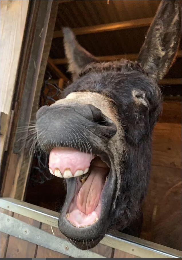 مشاهد طريفة لحيوانات مشاركة بمسابقة الصور الكوميدية 2024