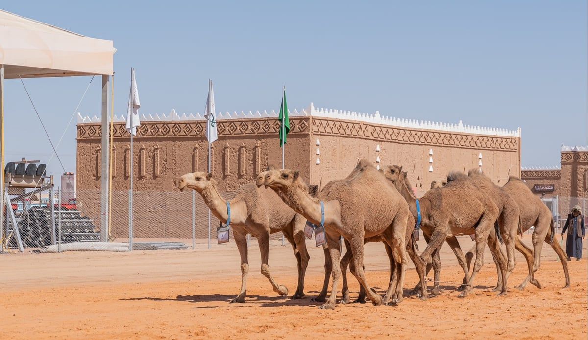 بعيداً عن المزايين.. السعودية تطلق أول مهرجان للإبل المنتجة للحليب (فيديو)