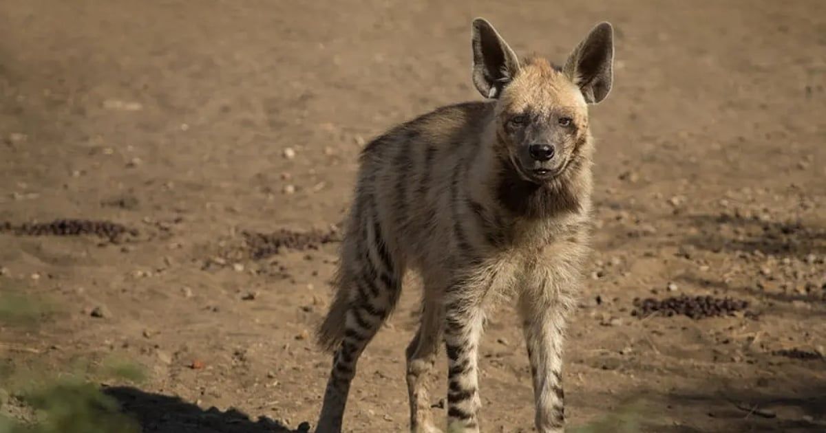 حيوان غامض يهاجم السكان في ريف طرطوس السورية