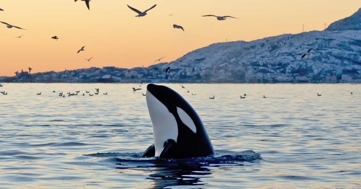 حيتان قاتلة تهاجم قارب زوجين في مضيق جبل طارق