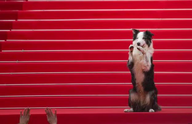 مهرجان كان السينمائي يفتتح فعالياته بتكريم ميريل ستريب