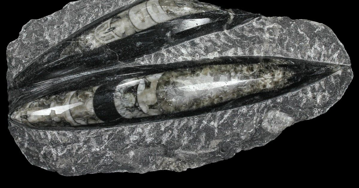 تشيلي تعيد للمغرب أحافير عمرها 400 مليون سنة (صور)