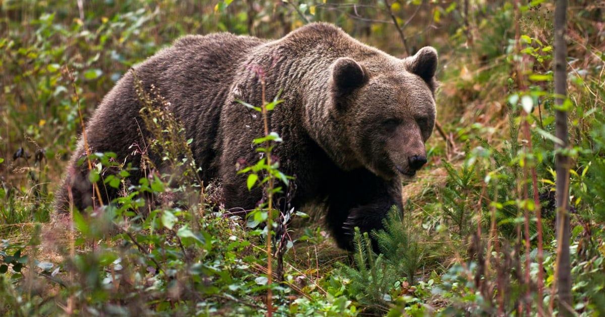 بعد التراجع عن إعدامها.. إبعاد أنثى دب قتلت شابا من إيطاليا