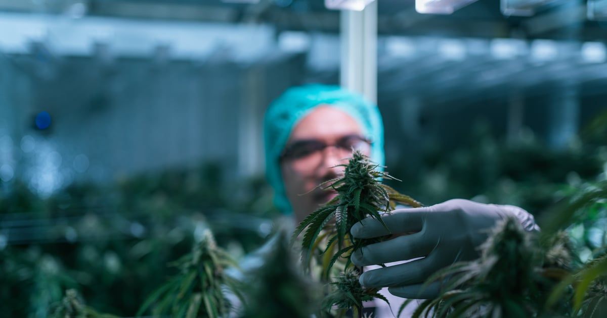 وزارة العدل الأمريكية بصدد إعادة تصنيف الماريغوانا