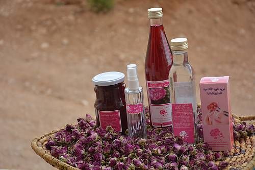 بدء قطاف موسم الوردة الشامية.. منتج يضاهي الذهب (صور)