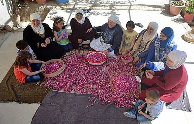 بدء قطاف موسم الوردة الشامية.. منتج يضاهي الذهب (صور)