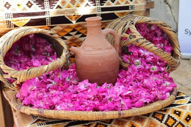 بدء قطاف موسم الوردة الشامية.. منتج يضاهي الذهب (صور)