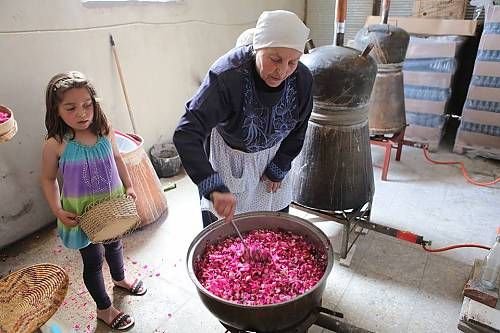 بدء قطاف موسم الوردة الشامية.. منتج يضاهي الذهب (صور)