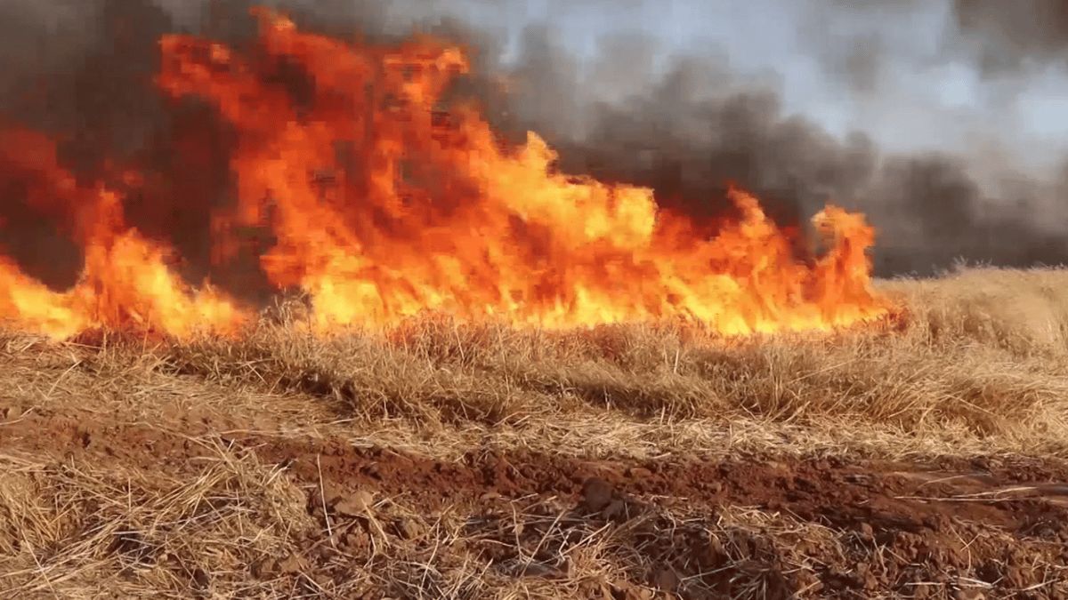 سوريا.. الحرائق تلتهم مساحات واسعة من حقول القمح (صور)