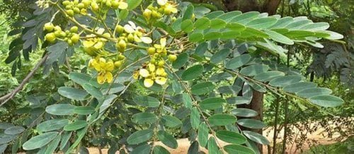 شاهد .. "اكتشاف عجيب: نبتة سحرية تنقي القولون من "البراز المتحجر" بسرعة وفعالية بدون طبيب!"