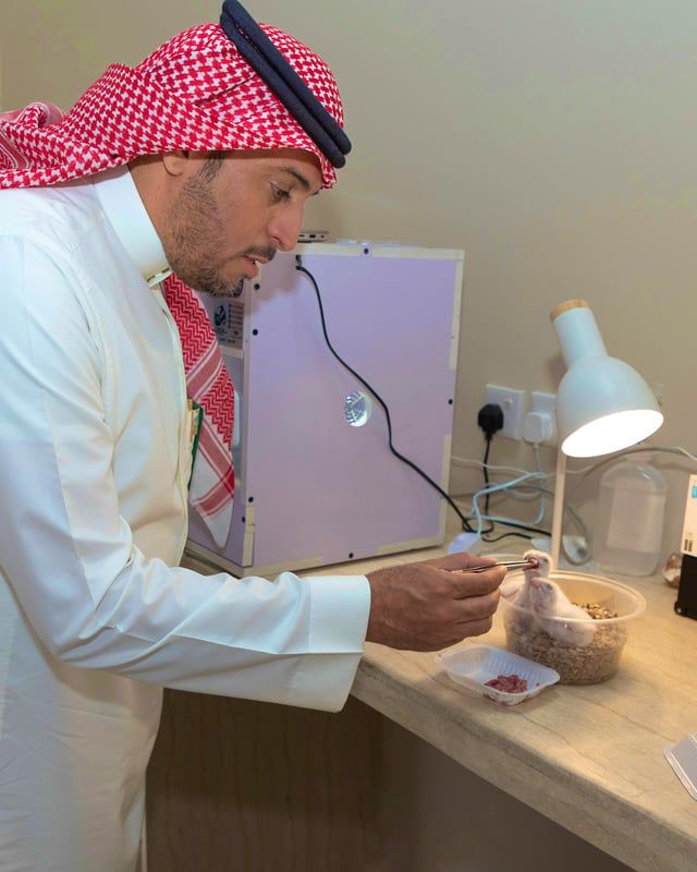 السعودية.. فراخ صقور نادرة تبصر النور في تجربة ناجحة لتربية الطيور الجارحة (صور)