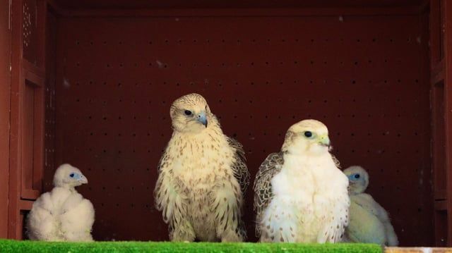 السعودية.. فراخ صقور نادرة تبصر النور في تجربة ناجحة لتربية الطيور الجارحة (صور)