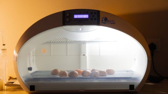 السعودية.. فراخ صقور نادرة تبصر النور في تجربة ناجحة لتربية الطيور الجارحة (صور)