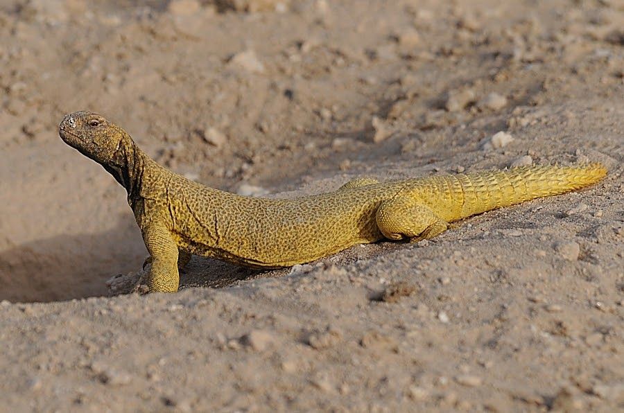 اغرب الحيوانات في البئية السعودية - موقع الخليج الان