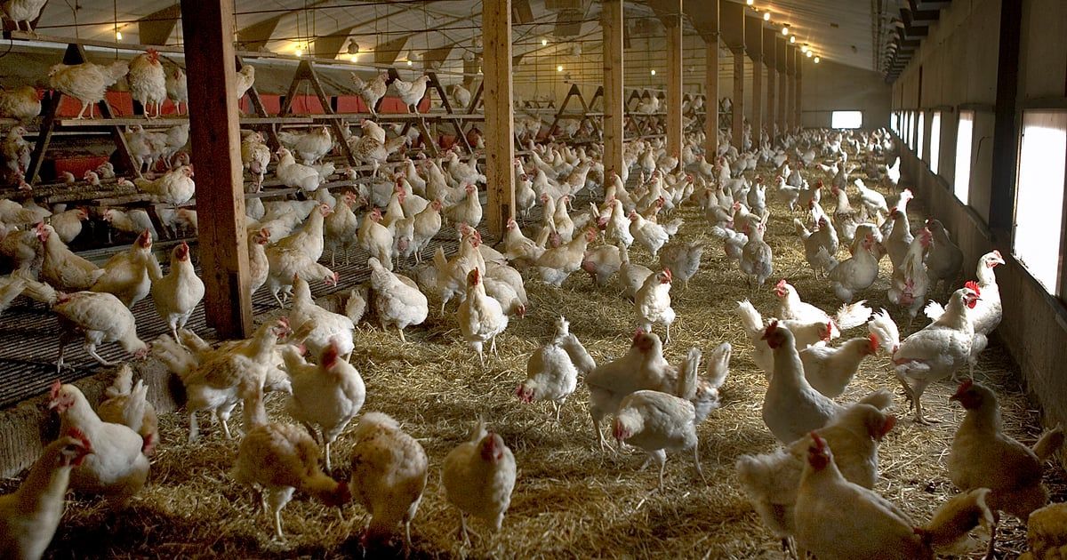 أستراليا.. إصابة جديدة بإنفلونزا الطيور في مزرعة دواجن