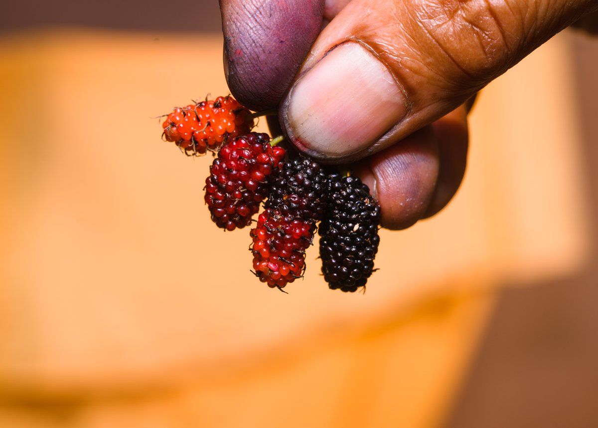 "الفلافونويد" قادر على تقليل مخاطر الإصابة بالسكري من النوع الثاني