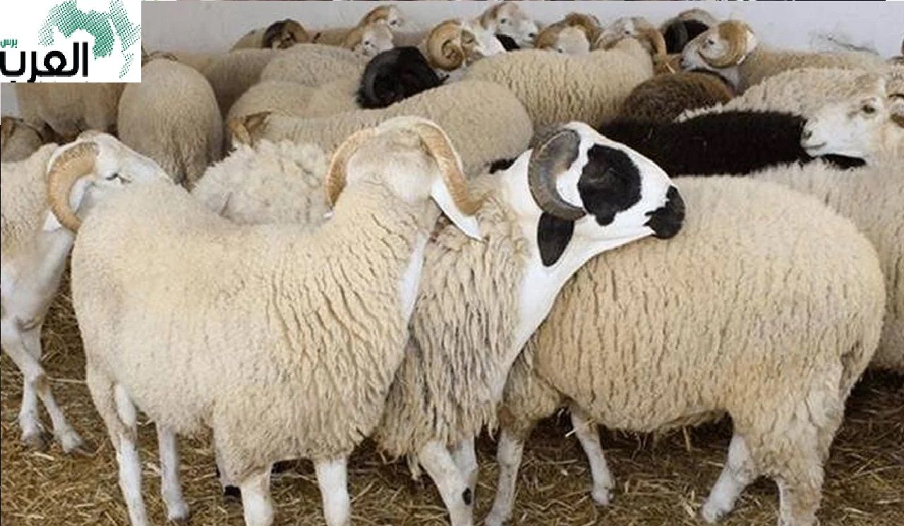 مفاجاة .. اليك قائمة أسعار الأضاحي اليوم في مصر قبل عيد الأضحى 2024 .. اخر تحديث للاسعار اليوم