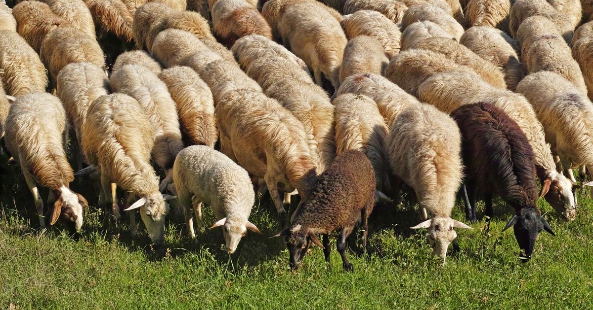 عمليات تجميل وبوتوكس للخراف في سوريا