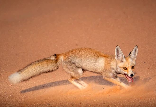 اغرب الحيوانات في البئية السعودية - موقع الخليج الان