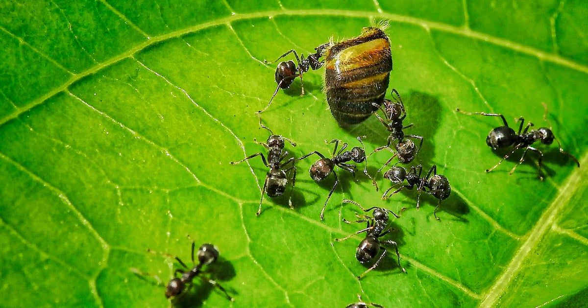 النمل.. منظومة للإنذار المبكر بالكوارث