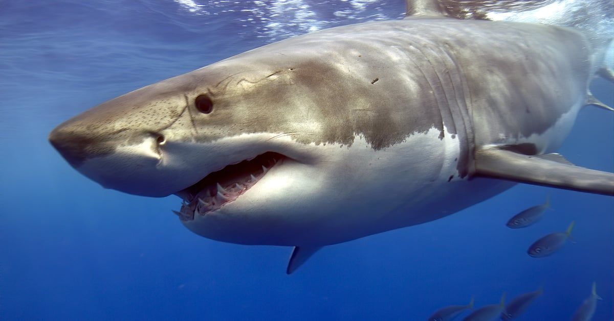 فلوريدا عاصمة هجمات أسماك القرش في العالم