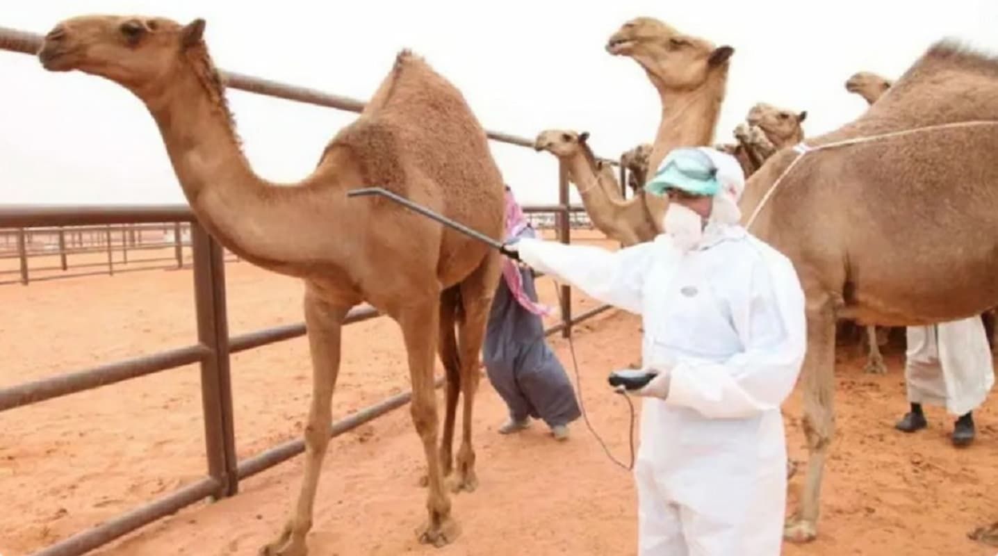 لم تتبقَ إلا تلك المدة!! وزارة البيئة والمياه تهيب بأصحاب الإبل الالتزام بترقيم الإبل - موقع الخليج الان