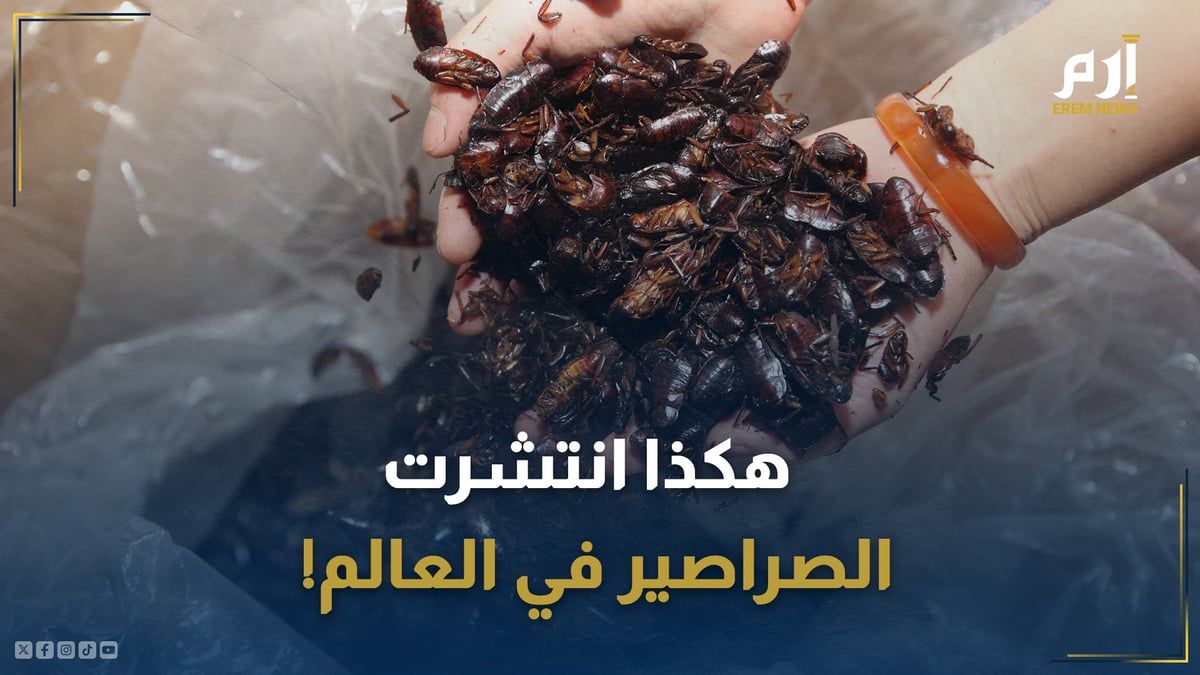 هكذا انتشرت الصراصير في العالم!